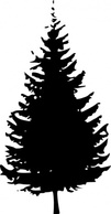Evergreen Silhouette Tree Cartoon Free Trees Christmas Plant Fir Silouette Pine Silhouettes