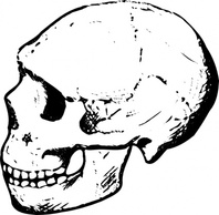 Head Dead Black Skull Human White Bones Lineart Skulls