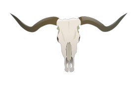 Longhorn Skull