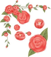 Rose Flower Vetor 37